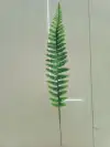 الأوراق الفارسية details Picture